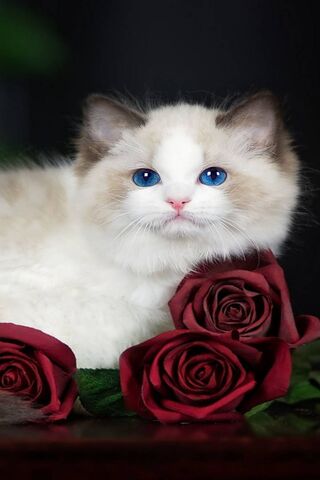 Ragdoll Romance: A Purrfect Pairing 🌹🐾