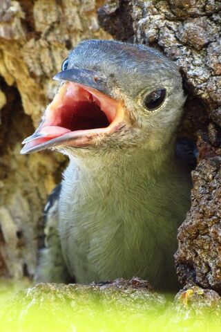 Chirpy Beginnings: The Baby Woodpecker's First Call 🐦✨