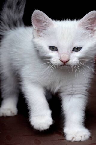 Whiskers of Wonder: The..