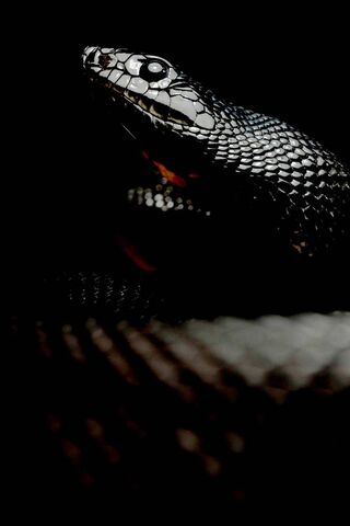 Dark Snake