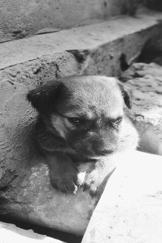 Cutedog