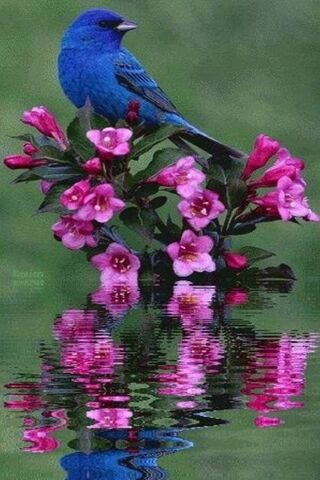 Harmony in Blue and Pink 🌸💙