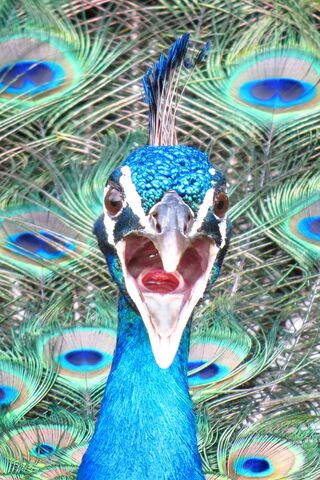 Majestic Call of the Peacock 🦚✨
