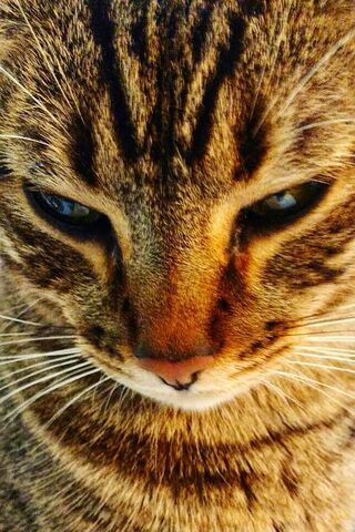 Mystical Gaze: The Enigmatic Michi