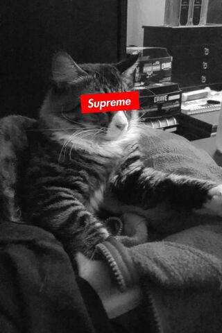 Supreme Chill Vibes 🐾