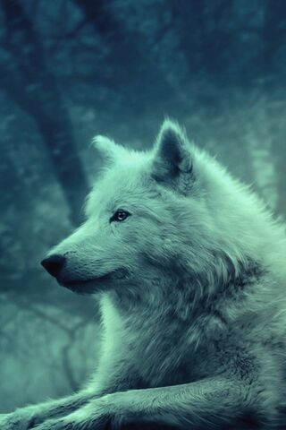 흰 늑대