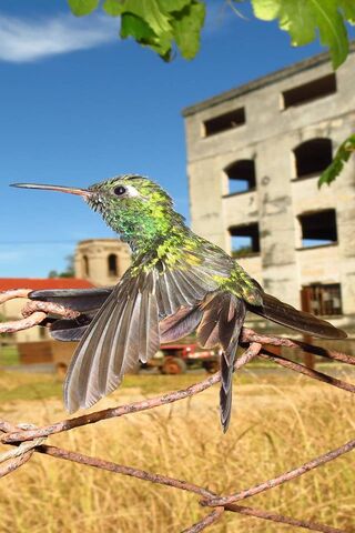 The Dazzling Hummingbird: Nature's Tiny Jewel 🌿✨