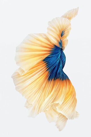 Dancing Colors: The Elegance of Betta Fish 🎨🐟