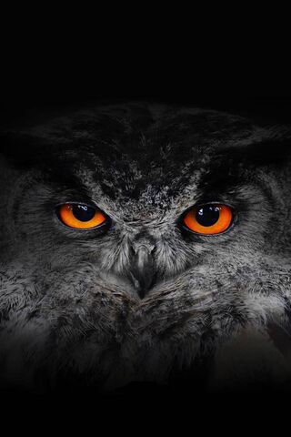 Owl Eyes