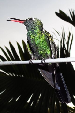 The Dazzling Hummingbird: Nature's Tiny Jewel 🌿✨