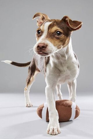 Touchdown Cutie: The Puppy Bowl Star! 🐶🏈