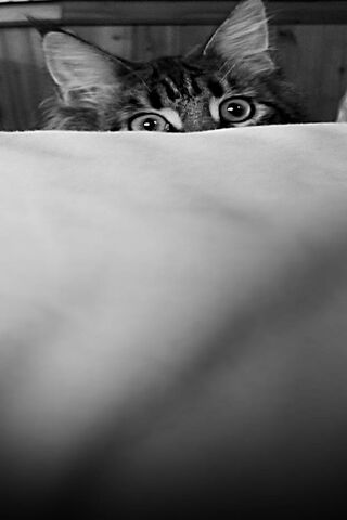 Mainecoon Peek-A-Boo