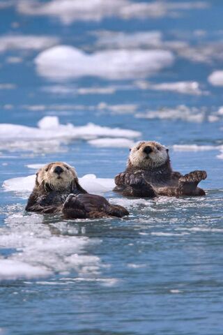 Chillin' with Sea Seals: Nature's Playful Pals! 🦭🌊