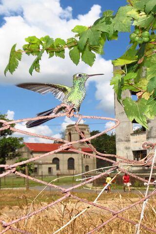 Hummingbird Harmony: Nature's Tiny Marvel 🌿✨