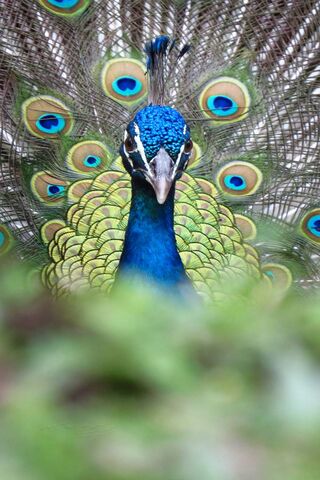 Majestic Splendor: The Peacock's Gaze
