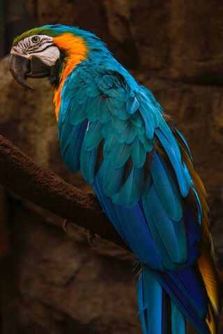 4k Parrot