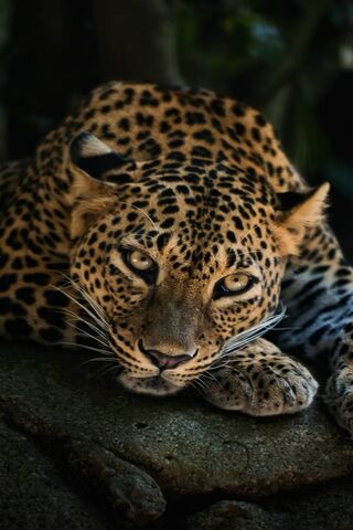 Lazy Leopard