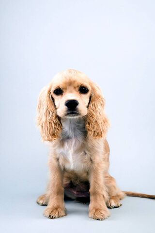 Puppy Bowl: The Cutest Competitor 🐶🏆