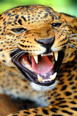 Fierce Majesty: The Ang..