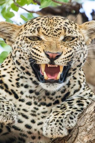 Majestic Predator: The Jaguar's Roar