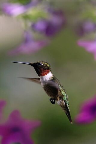Colibri: Nature's Dazzling Jewel 🐦✨