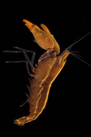 Shrimp Spectacle: Nature's Tiny Marvels 🦐✨