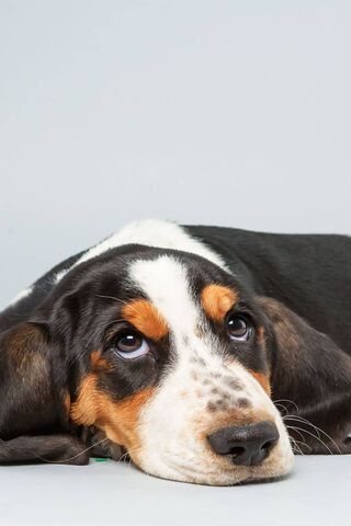 Puppy Bowl: The Cutest Game Day Ever! 🐶🏈