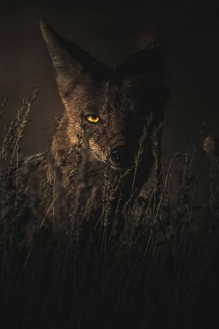 Lupo: The Enigmatic Shadow
