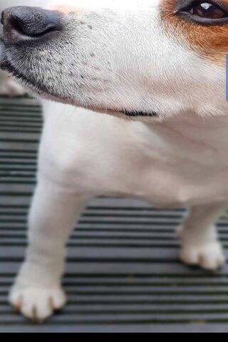 Charming Canine Close-Up 🐶✨