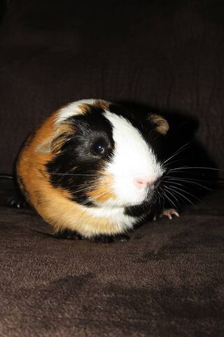 Cuddly Companion: The Adorable Guinea Pig 🐹❤️