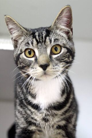 Charming Tabby: The Pur..