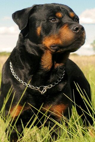 Rottweiler