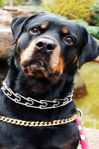 Rottie