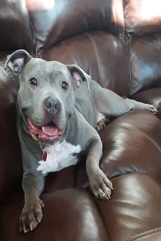 Chillin' with a Pitbull Pal! 🐾