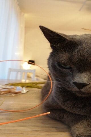 Chill Vibes with Kittyblue 🐾💙