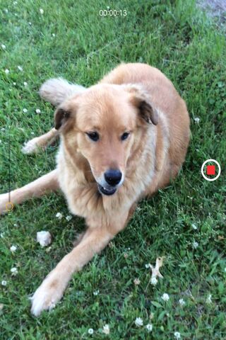 Lover: The Heartwarming Companion ❤️🐾