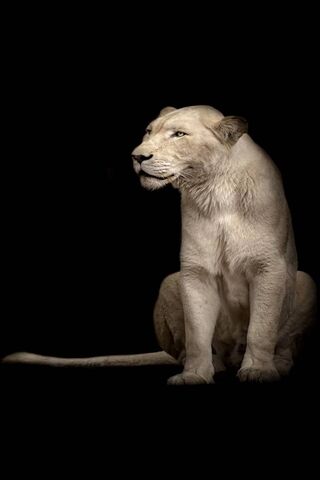 สิงโตขาว