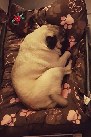 Cozy Dreams of a Pug 💤🐾