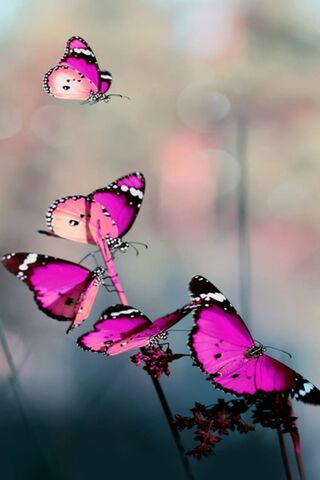 Butterflies