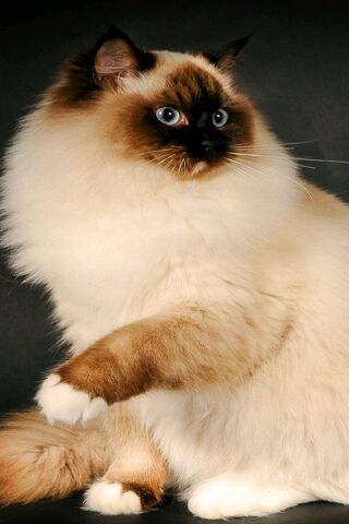 Siamese Elegance: The M..