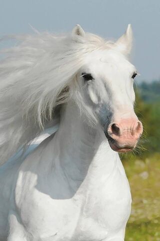 Cavallo Bianco