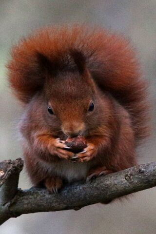 The Charming Red Squirrel: Nature's Little Acrobat 🐿️❤️