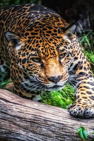 Leopard: The Majestic Hunter of the Jungle 🐆🌿