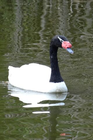 Black-Necked-Swan