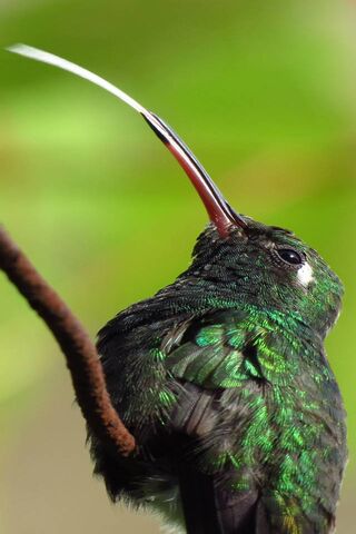 Nature's Jewel: The Hummingbird Colibri 🌿✨