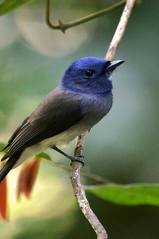 The Charming Uccello Bello: Nature's Blue Gem 🌟