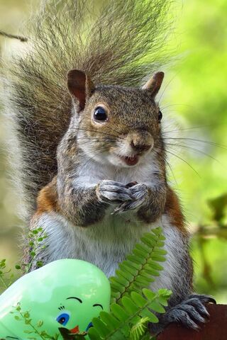 Charming Squirrel Smiles 🌰🐿️