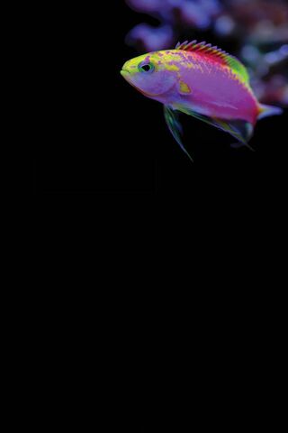 Neon Dreams: The Vibrant Life of Fishy 🌈🐟