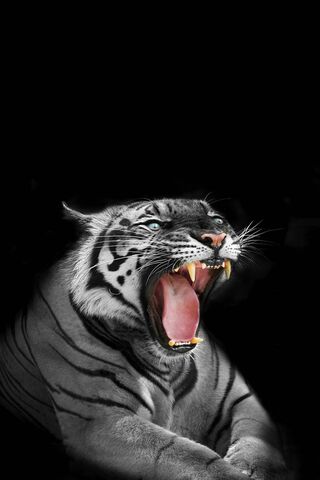 गुस्से में सफेद बाघ