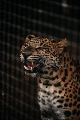 Cheetah's Roar: The Majesty of the Wild 🐆✨